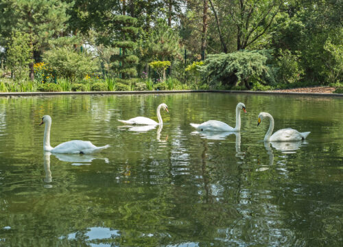 БОТАНИЧЕСКИЙ САД АЛМАТЫ